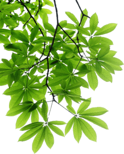 decorative leaf left