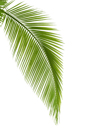 bg leaf