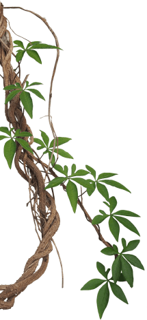 bg leaf