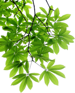 decorative leaf left